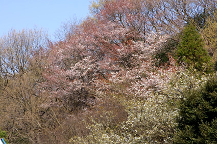 0403生田緑地の桜.jpg