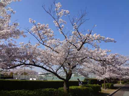 1.桜満開です.jpg