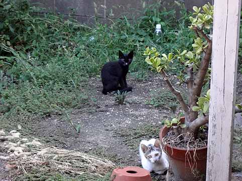 6.庭に子猫２匹.jpg