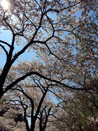 6播磨坂の桜.jpg