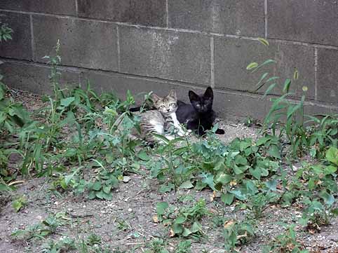 7.庭に子猫２匹２.jpg