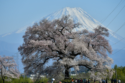 わに塚の桜1631.jpg