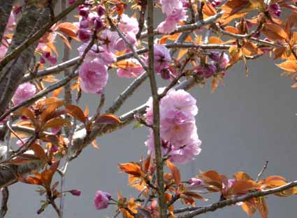 八重桜（隣家）P1010068.jpg