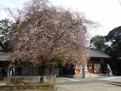 四季桜P1000575.jpg