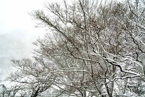 雪の枝.jpg